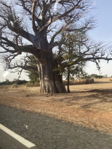 Oh cette image… elle raconte quelque chose de profond 🌳✨ On sent le silence, la terre, le temps. Voici ce que je te propose : Titre : “L’arbre gardien du village” Description pour les aveugles : Un immense baobab se dresse au bord d’une route. Son tronc est très large et sa base est peinte en blanc. Ses branches épaisses s’étendent dans toutes les directions, certaines presque sans feuilles. Autour de l’arbre, le sol est sec et sableux. À l’arrière-plan, on aperçoit une clôture en bois, quelques arbres plus petits et un paysage de savane sous un ciel clair.